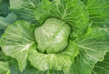 Close up of cabbage on an organic plantation, selective focus.