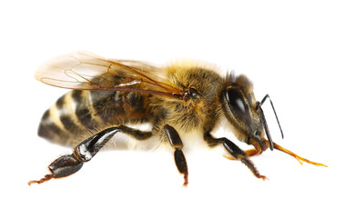 Honeybee isolated on white background, top view