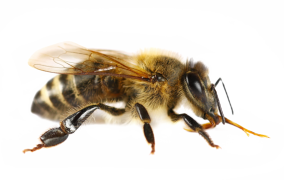 Honeybee isolated on white background, top view