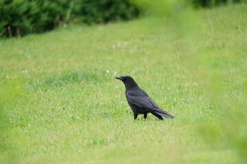 Schwarze Krähe auf einer grünen Wiese im Garten sucht nach Nahrung, Corvus corone - Rabenkrähe