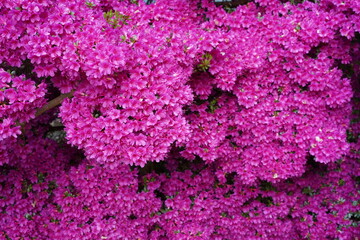 Nahaufnahme einer blühenden Japanische Azalee (Rhododendron obtusum) im Frühling