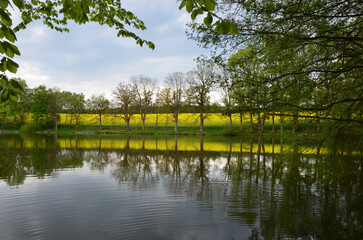 Idylle am Waldsee mit blühendem Rapsfeld im Mai