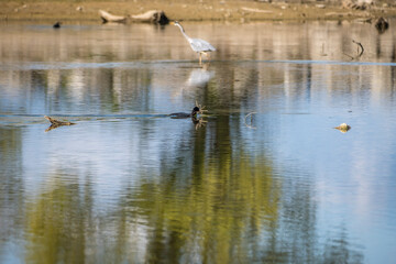Nahaufnahme von Blasshühner auf dem Bodensee und in Flüssen