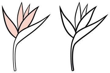 Bird of paradise flower in pink and white, a simple outline on a white background