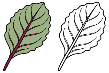 Fototapeta premium Beet Greens appear in full color next to its black and white outline