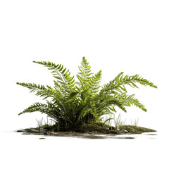 Fototapeta premium Lush Green Fern Plant Isolated on White Transparent background
