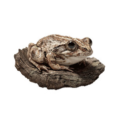 Naklejka premium Close-up of a Mottled Frog on a Piece of Wood Against a Green Screen