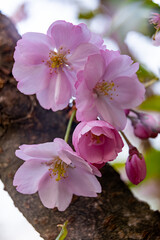 Cherry blossoms bloom on tree branches in spring sunlight