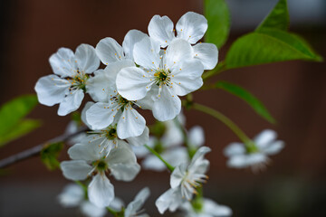 Fototapeta premium Beautiful cherry blossom flowers blooming in springtime garden