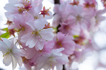 Cherry blossoms bloom in spring with delicate pink flowers