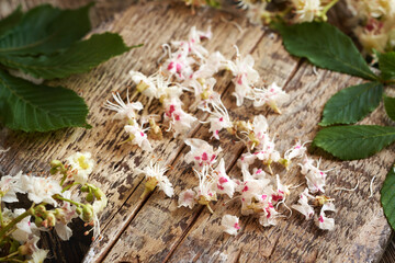 Fresh horse chestnut blossoms on a wooden table - ingredient for homemade ointment or tincture