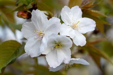 White cherry blossoms bloom beautifully on a spring day