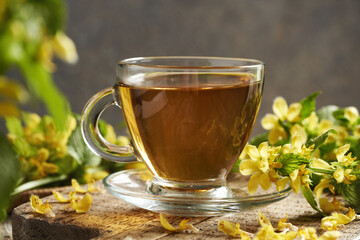 A cup of herbal tea with fresh blooming yellow archangel or golden dead-nettle plant