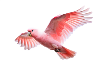 Pink parrot isolated on white background PNG