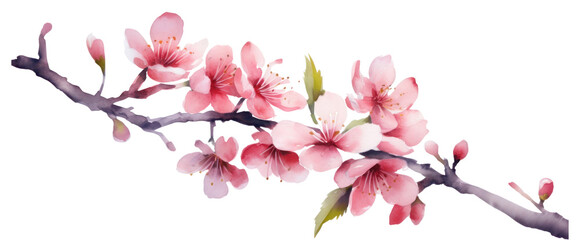 PNG Blossom flower plant inflorescence transparent background