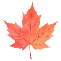 Obraz premium Watercolor Red And Orange Maple Leaf Illustration