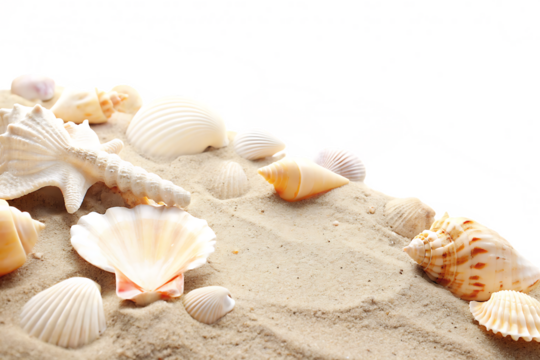 Sand and sea shells beach theme isolated on white background PNG