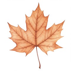 Obraz premium Detailed Brown Maple Leaf Illustration on White