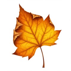 Obraz premium Detailed Orange and Yellow Autumn Leaf on White