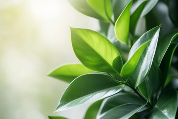 Fototapeta premium Vibrant green leaves bathed in natural light.