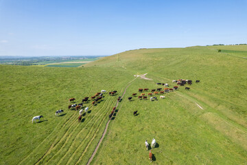 group of Livestock walking on the grassland, agriculture, farmland, Pewsey, Wiltshire, South of England