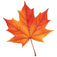 Fototapeta premium Red and Orange Maple Leaf Illustration on White Background