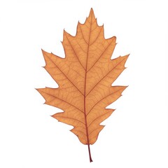 Obraz premium Dried Orange and Brown Autumn Leaf on White Background