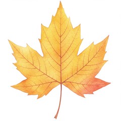 Fototapeta premium Yellow Orange Maple Leaf Watercolor Painting
