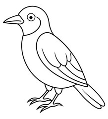 Bird Sketch