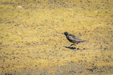 Nahaufnahme eines bunten Star