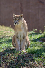 Fototapeta premium Sitting cougar gazing attentively in grassy area
