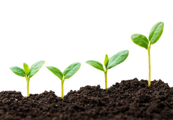 Growing Seedlings Progressively Emerging From Soil Representing Fresh Life and Natural Growth Stages on a Isolated Transparent Background
