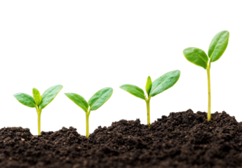 Growing Seedlings Progressively Emerging From Soil Representing Fresh Life and Natural Growth Stages on a Isolated Transparent Background