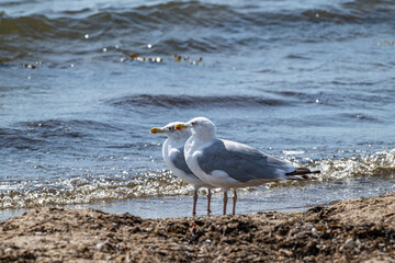Zwei Silbermöwen, larus argentatus, am Strand der Ostsee, Schleswig-Holstein