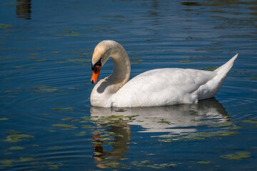 Fototapeta premium Nahaufnahme eines Schwanes auf dem Bodensee