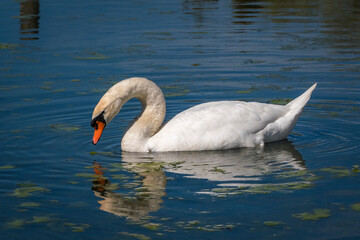 Nahaufnahme eines Schwanes auf dem Bodensee