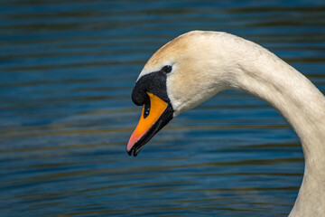 Schw&auml;ne auf dem Bodensee und Uferbereich