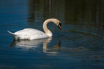 Schwäne auf dem Bodensee und Uferbereich
