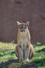 Obraz premium Front view of a seated puma with focused expression