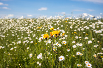 Yellow flowering and budding field milk thistle plant in front of a field with ox-eye daisies between the grass. The photo was taken in the Netherlands on a sunny afternoon in the spring season.