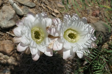 Wild desert flower in San Juan province, Argentina