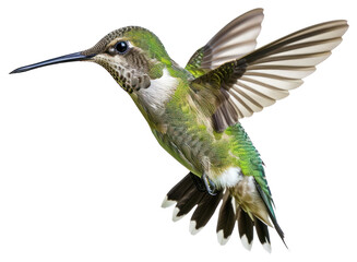 Fototapeta premium PNG Hummingbird animal.