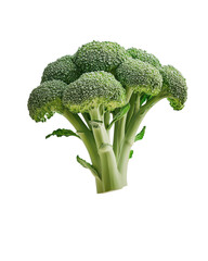 Fresh Green Broccoli Vegetable Isolated on Transparent Background for Culinary and Nutritional Uses