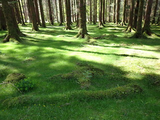 Green forest in Gouganbarra West Cork