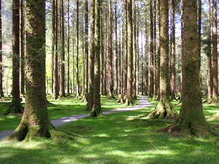 Green forest in Gouganbarra West Cork