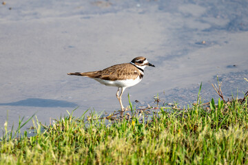 Killdeer at Cedar Hill State Park