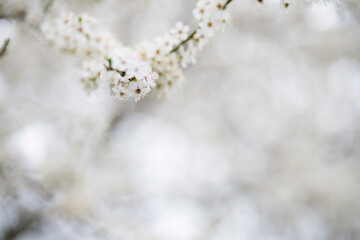 Soft focus white blossoms with bokeh background
