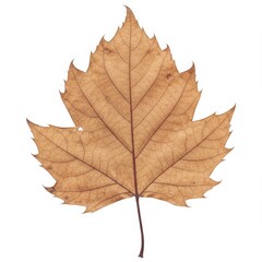 Obraz premium Single Dried Brown Leaf Isolated on White Background