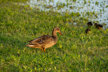 Mallard Duck and Ducklings at Lynn Creek Park