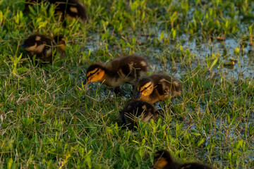 Mallard Duck and Ducklings at Lynn Creek Park